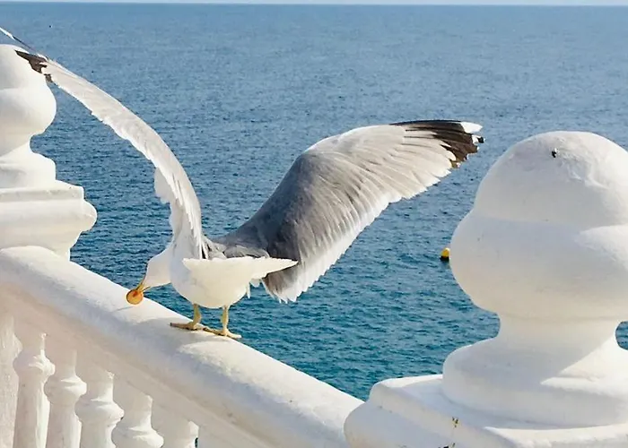 Agua Marina Levante *